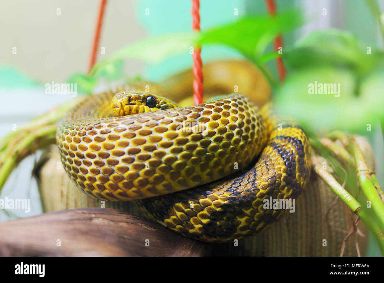 Manchurian rat snake. Elaphe anomala Stock Photo