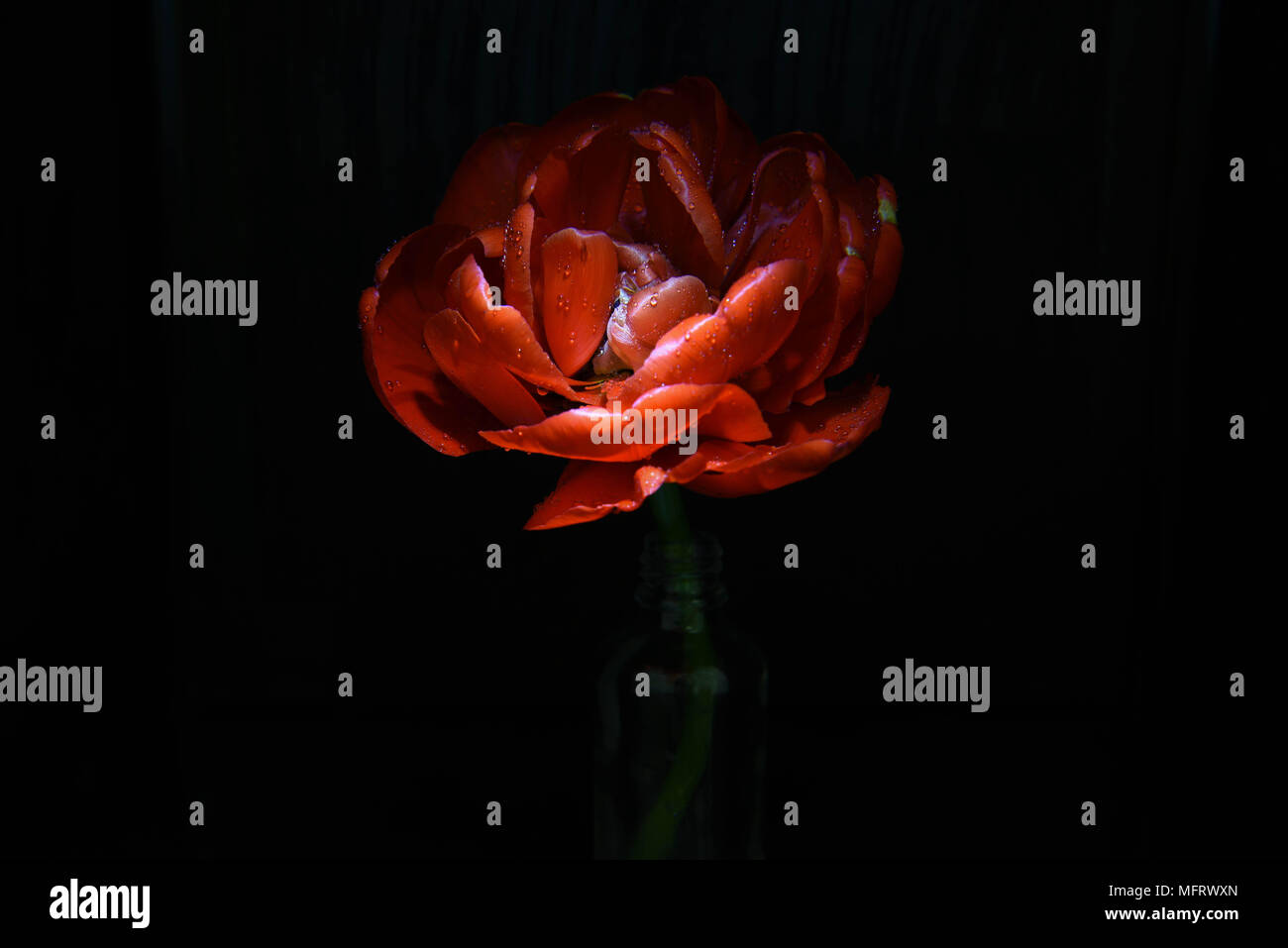 dark still life with red flower Stock Photo