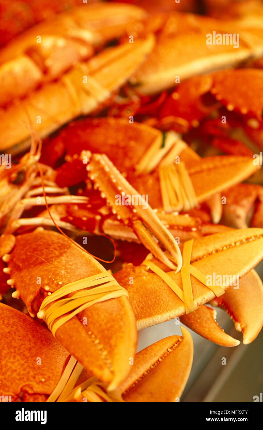 Claws tied up hires stock photography and images Alamy