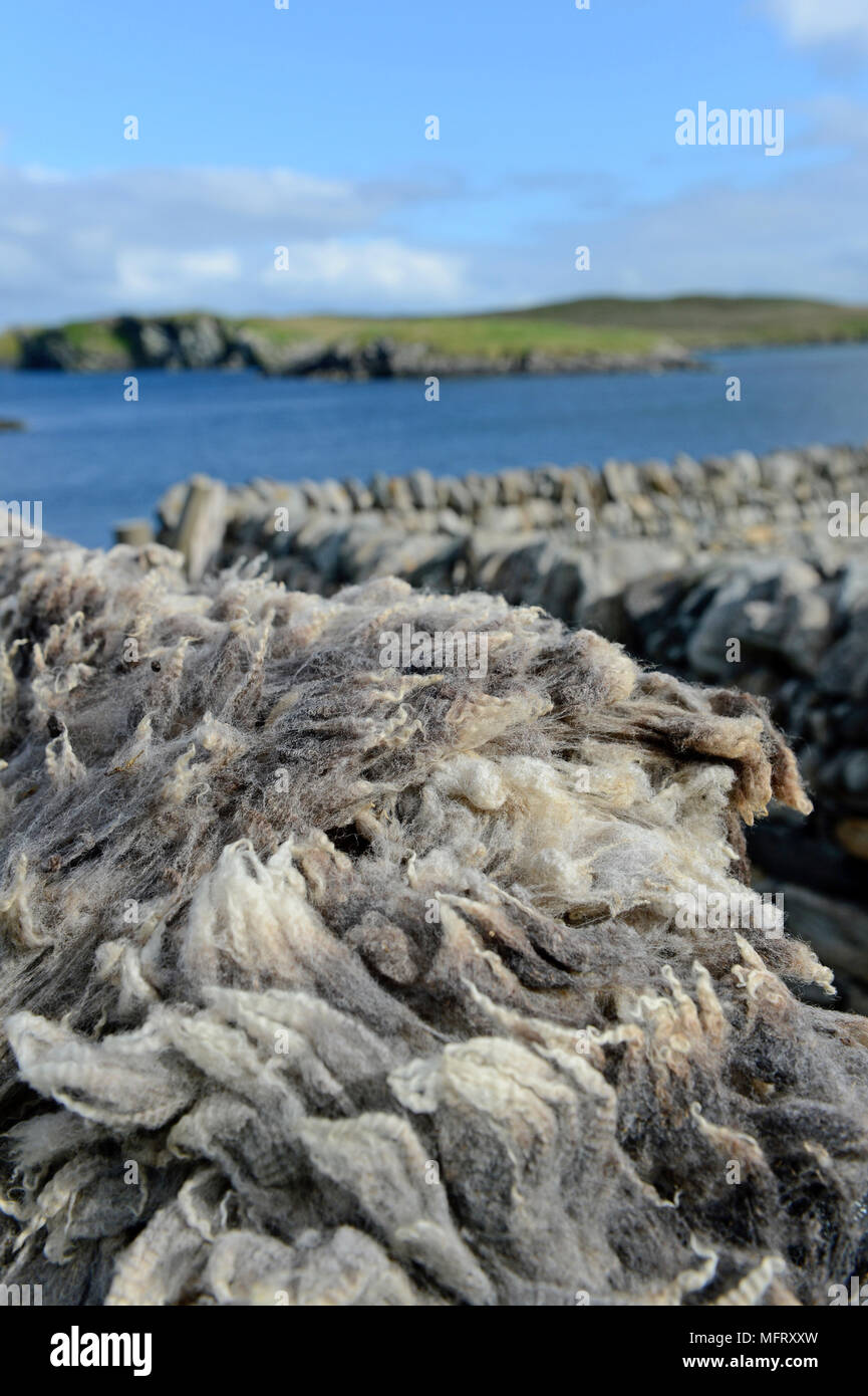 Wool Unprocessed Native Shetland wool unprocessed taken from local ewes and rams on the ...