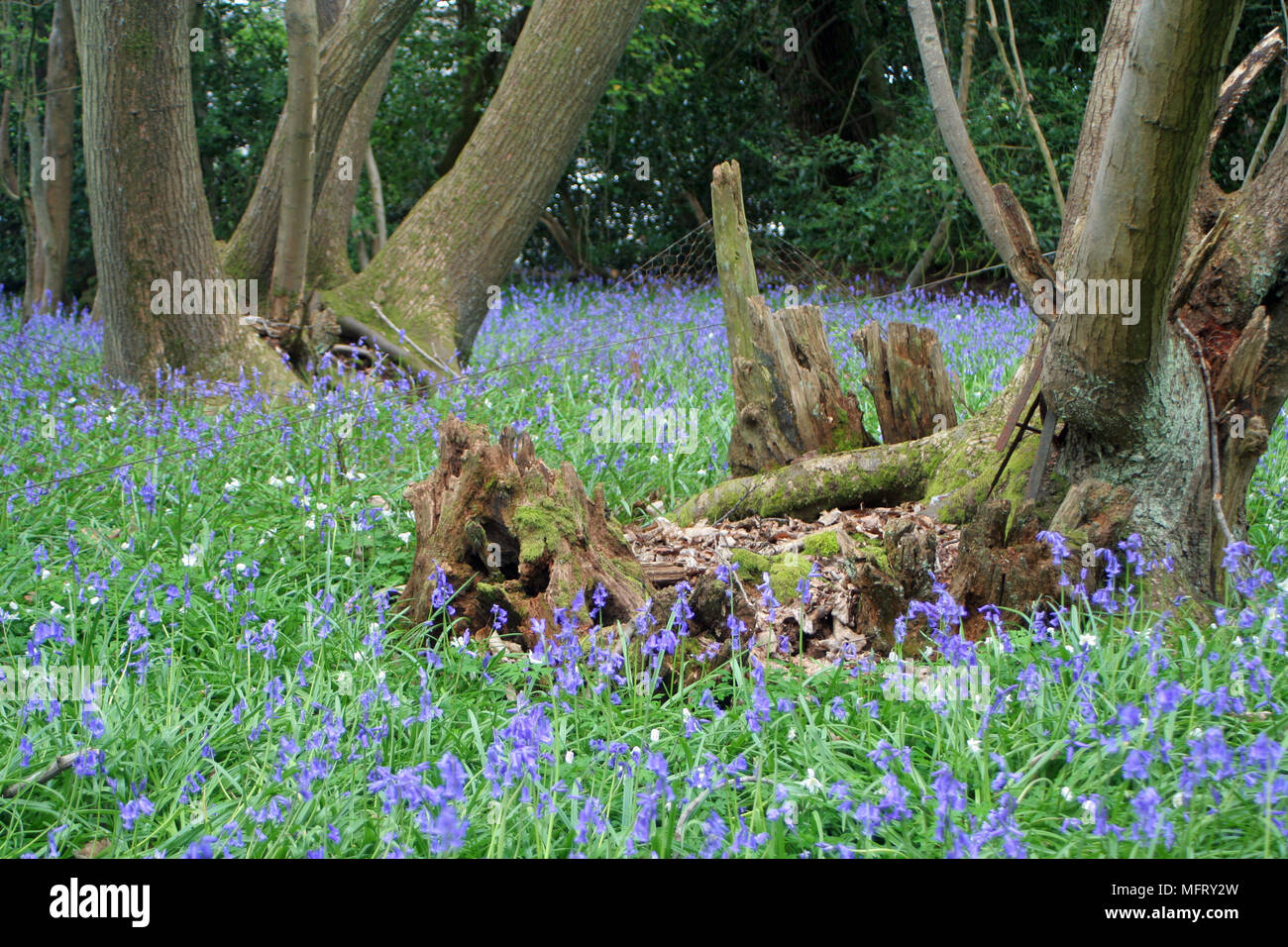 The Dover Stock Photo