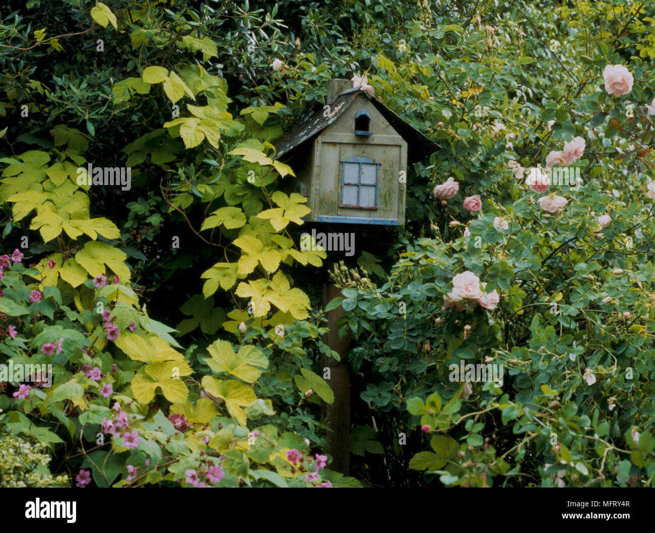 A detail of a garden showing a wooden bird box set amongst climbing roses and shrub foliage Stock Photo