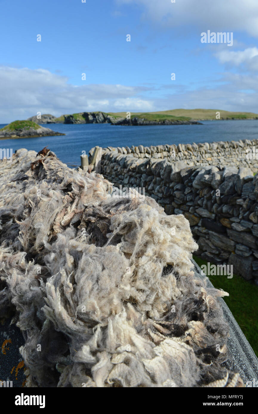 Wool Unprocessed Shetland Lamb High Resolution Stock Photography and Images - Alamy