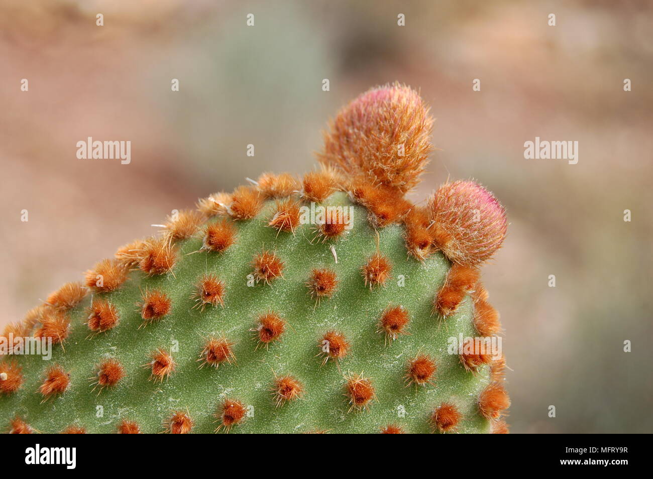 A typical blooming cactus in Spain Stock Photo