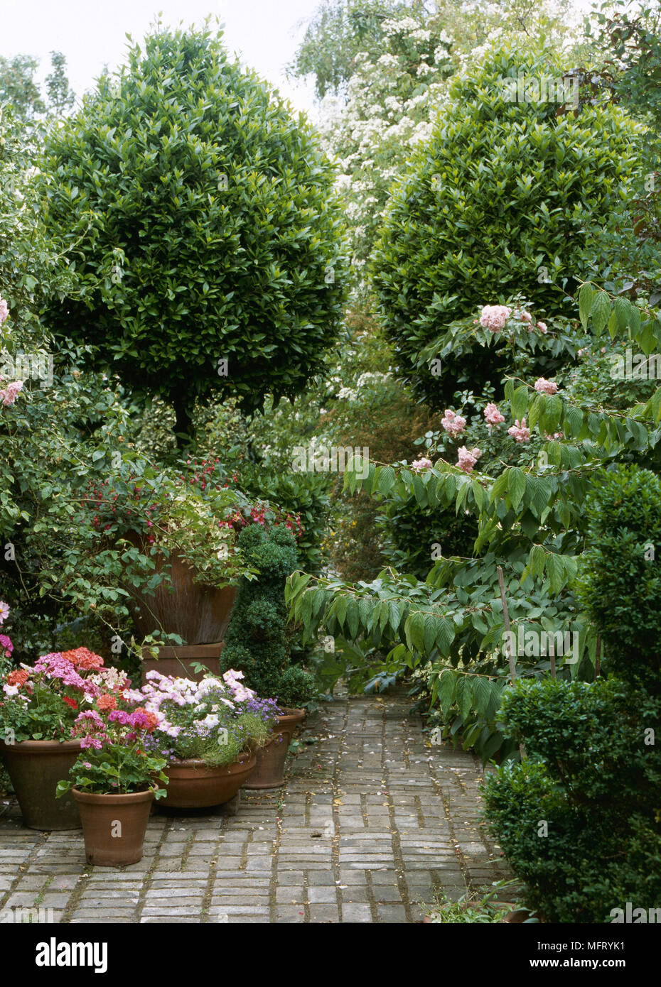 Garden Detail Paved Patio Area Terracotta Pots Shrubs Gardens