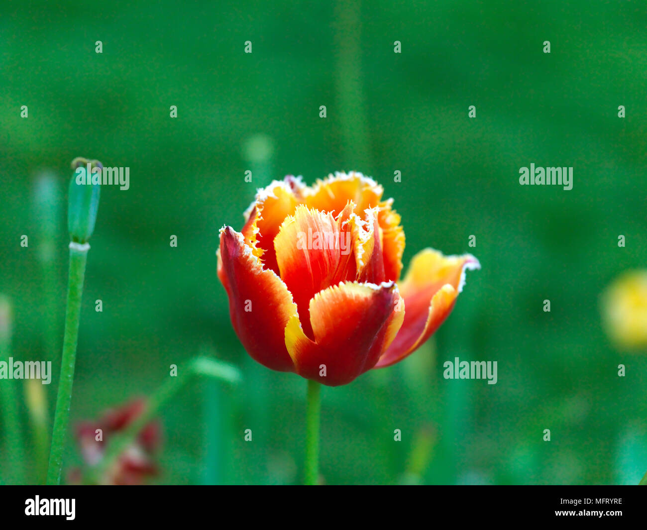 Colorful Tulips in Public Garden Stock Photo