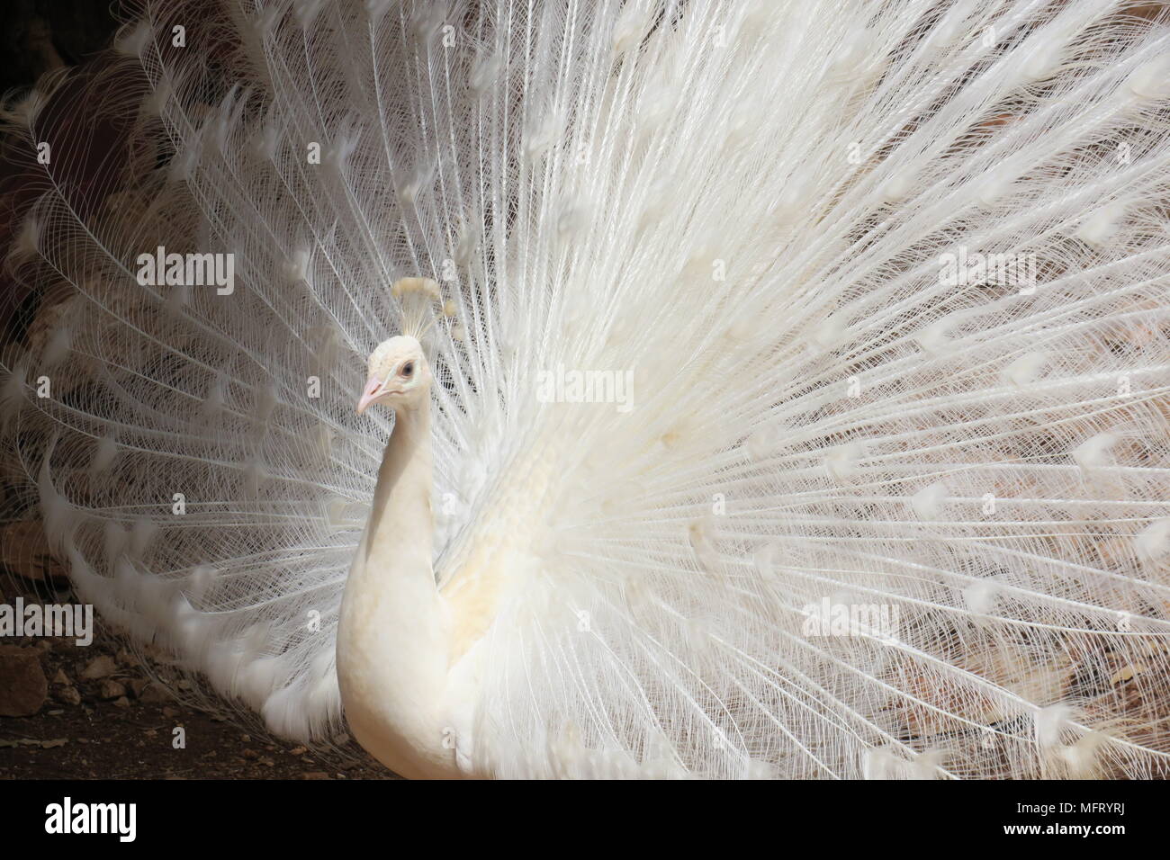 Albino peafowl with open wings attracting a attracting a female Stock Photo