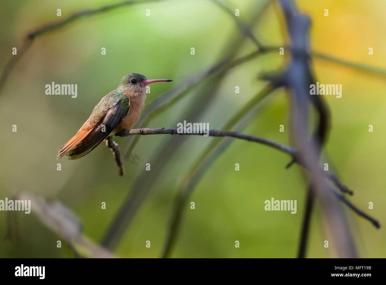 Cinnamon Hummingbird - Amazilia rutila, beautiful colorful hummingbird from Central America forests, Costa Rica. Stock Photo