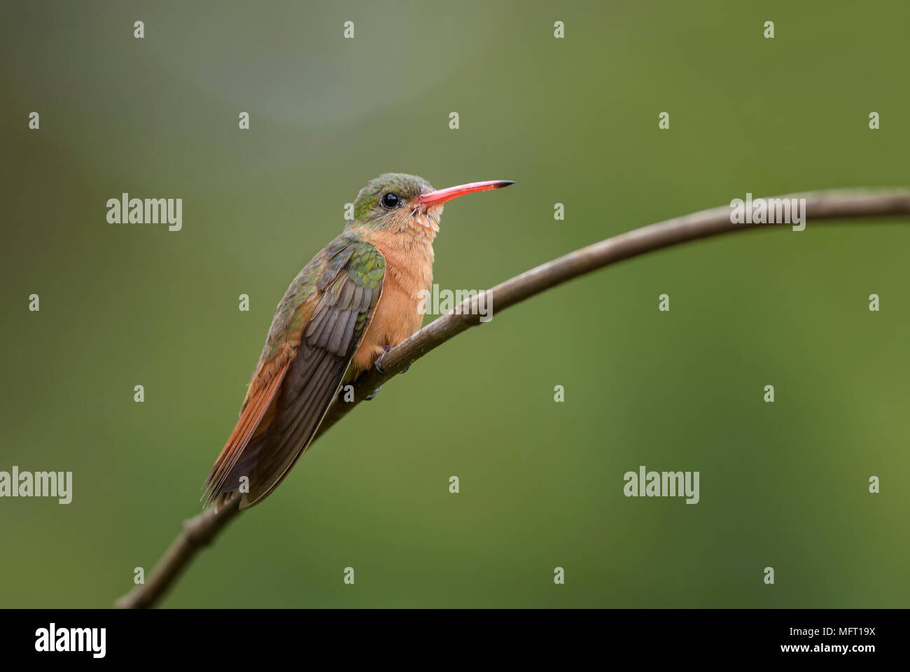 Cinnamon Hummingbird - Amazilia rutila, beautiful colorful hummingbird from Central America forests, Costa Rica. Stock Photo