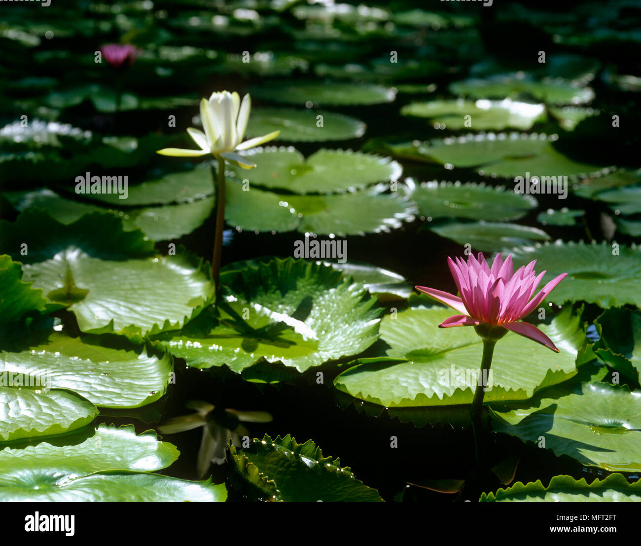 Water lily lotus flowers floating in pool Stock Photo - Alamy