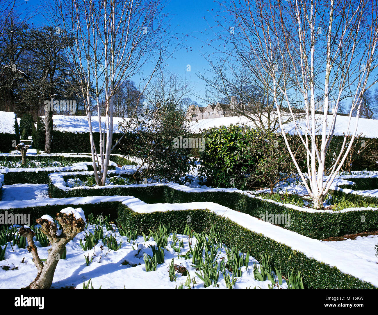 Snow covered winter garden with formal hedging. Stock Photo