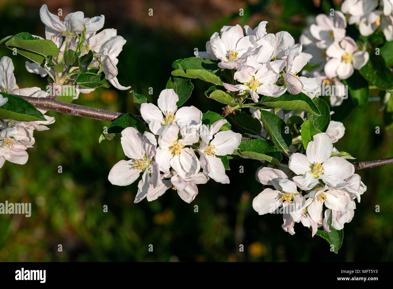 Apple tree in bloom hi-res stock photography and images - Alamy