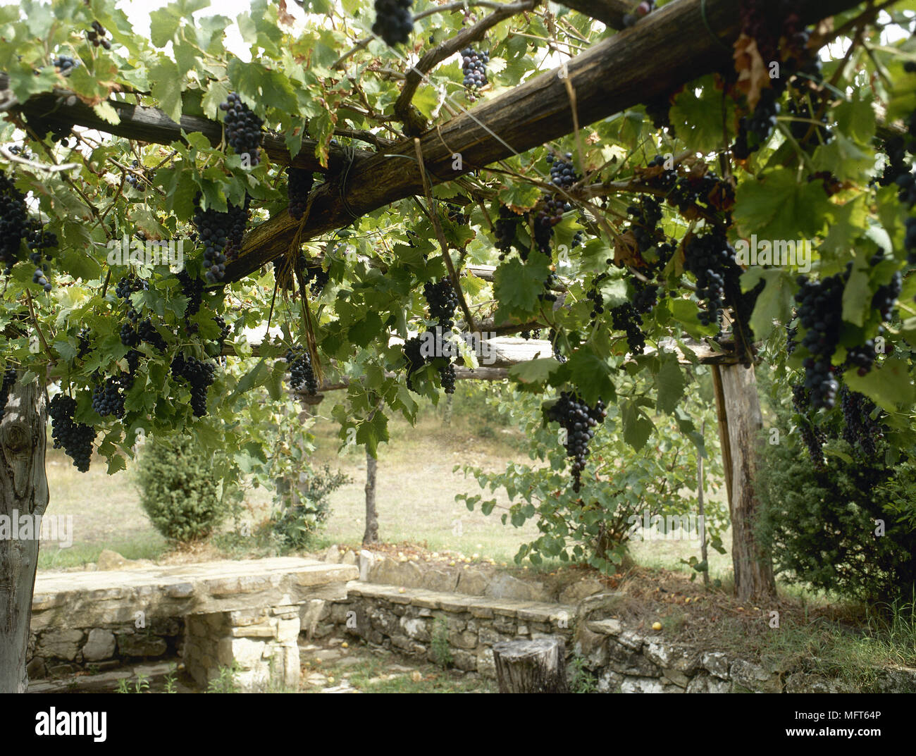 Climbing grapevine over rustic stone wall Stock Photo Alamy