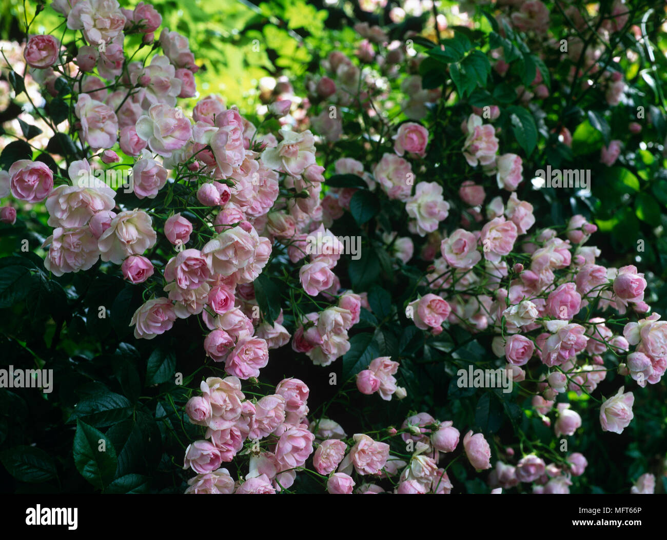 Detail of flowering pink shrub rose Stock Photo - Alamy