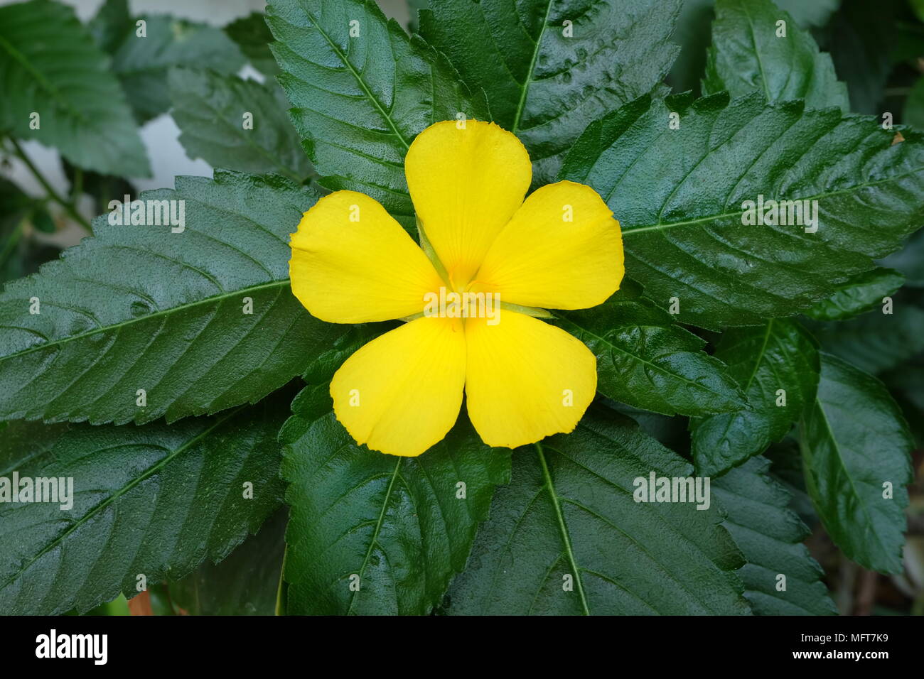 West Indian Holly Flower. Stock Photo