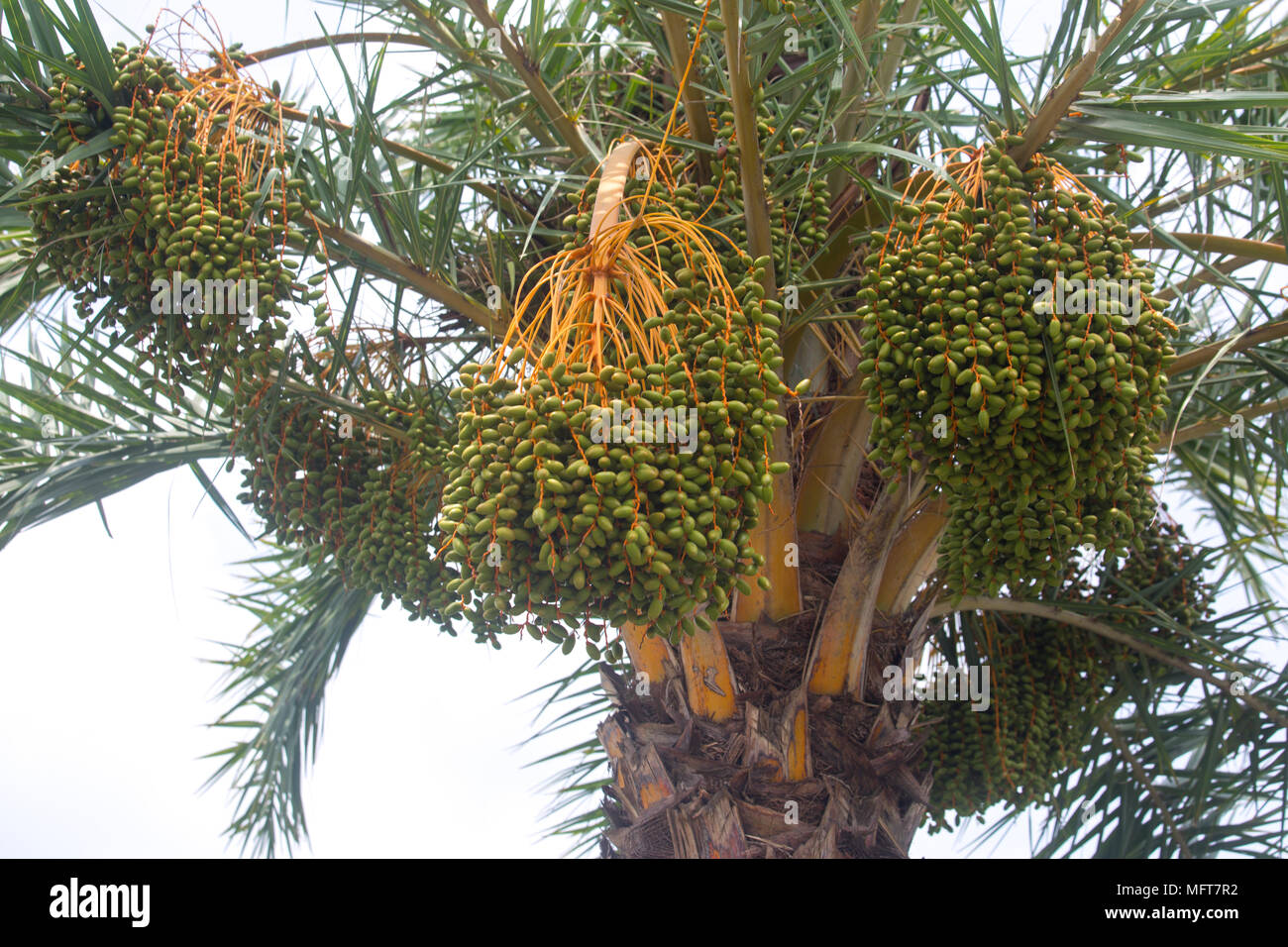 Un Ripe Date Unripe Date Palm fruit Stock Photo - Alamy