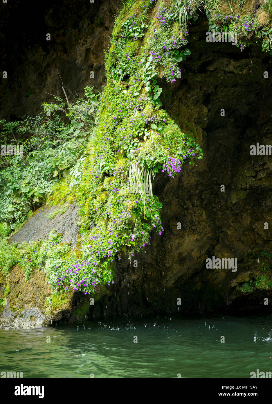 Abstract nature background of lush overhanging moss and flowers on the Christmas Tree Waterfall, Chiapas Mexico Stock Photo