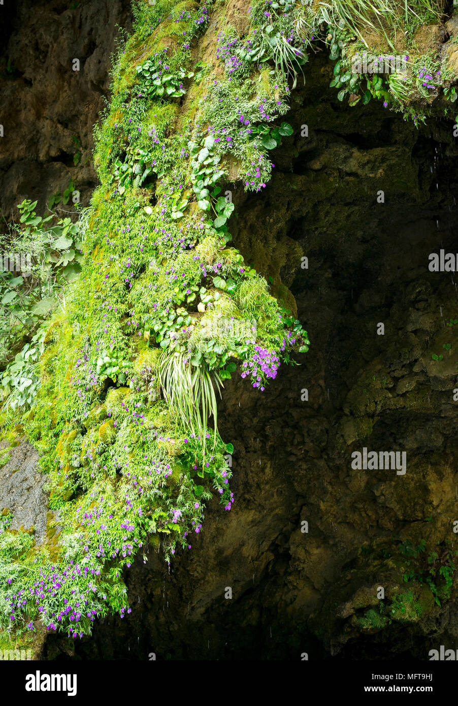 Abstract nature background of lush overhanging moss and flowers on the Christmas Tree Waterfall, Chiapas Mexico Stock Photo