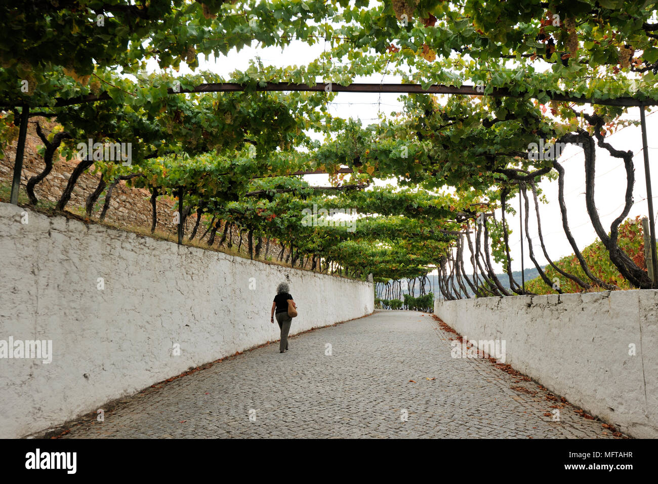 Traditional vineyards in Quinta do Noval, Douro region. A Unesco World Heritage Site, Portugal Stock Photo