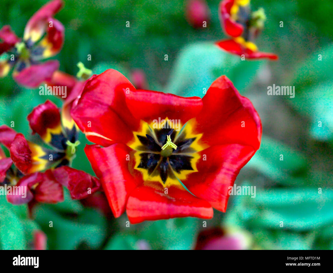 Colorful Tulips in Public Garden Stock Photo