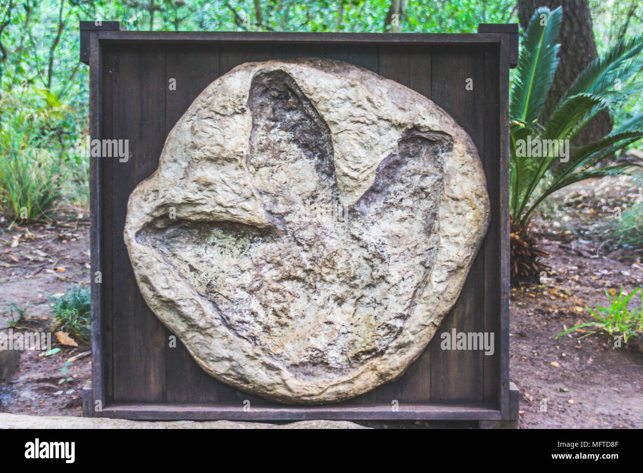 photograph of a fossilized dinosaur footprint displayed in a wooded area Stock Photo