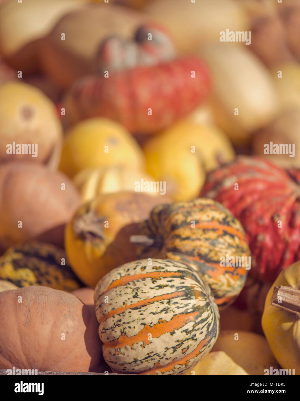 Yellow gourds hires stock photography and images Alamy