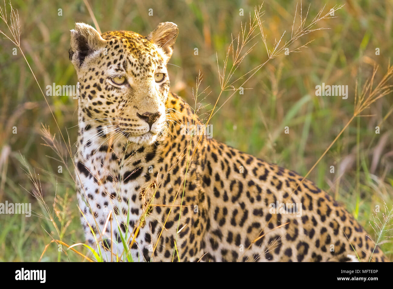 Camouflaged wild cat lying in the grass. Hunting prey on the Savannah