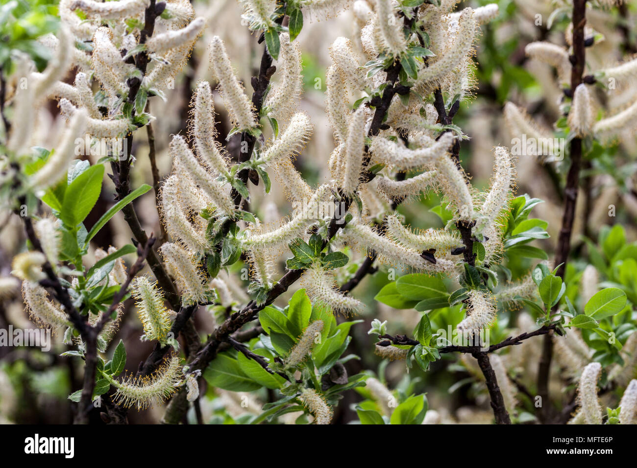 Halberd willow, Salix hastata 'Wehrhahnii' Willow branches Stock Photo