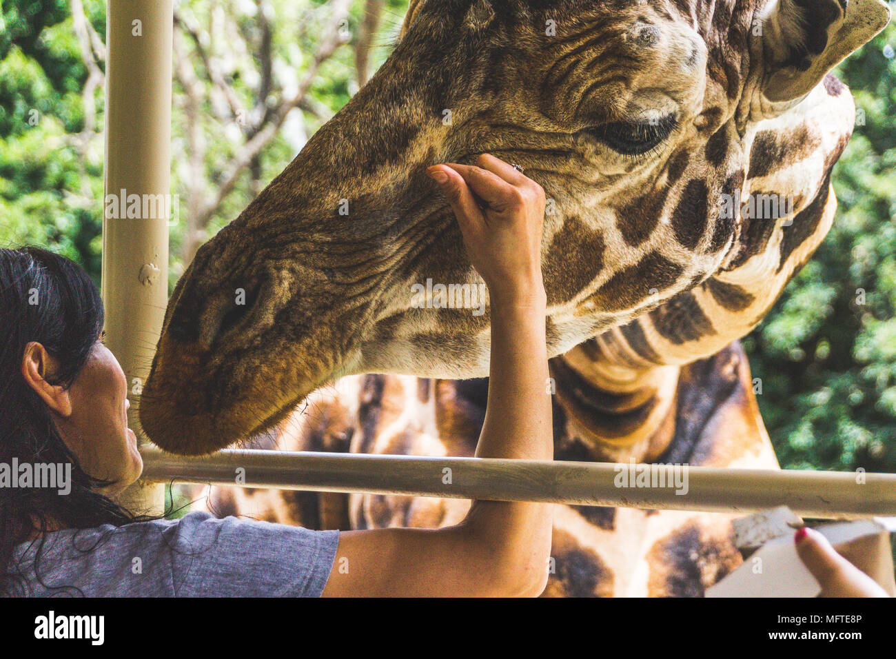 Monterrey, Nuevo León/ México - 4/8/2018: [photograph of a giraffe poking its head in a safari truck in Bioparque Estrella] Stock Photo