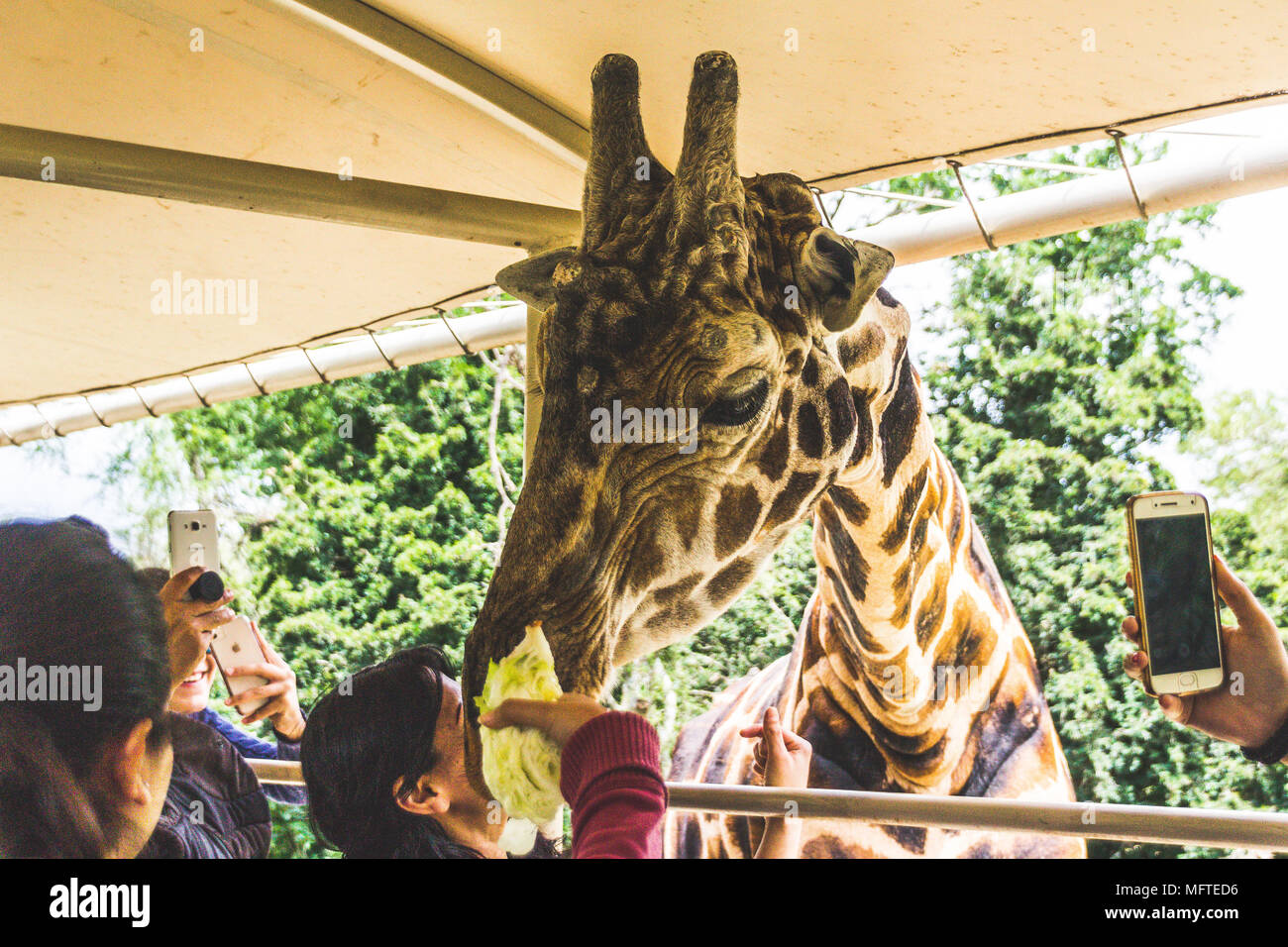 Monterrey, Nuevo León/ México - 4/8/2018: [photograph of a giraffe poking its head in a safari truck in Bioparque Estrella] Stock Photo