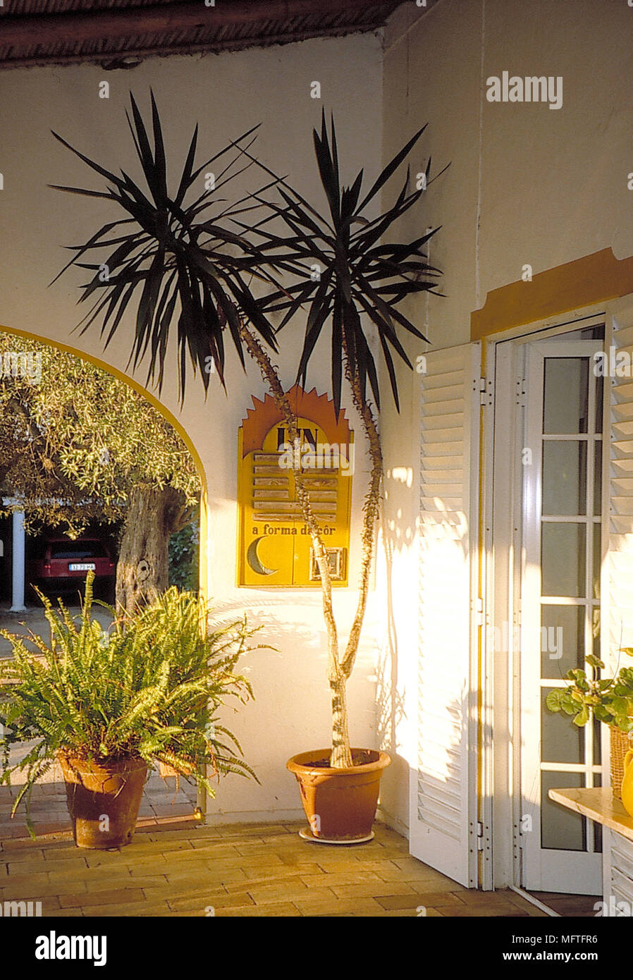 Tall Plant In Terracotta Pot In Corner Next To French Door
