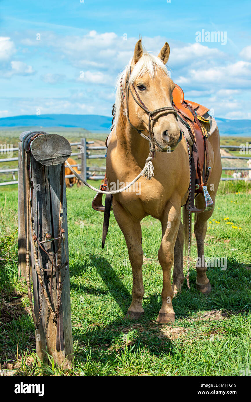 Horse hitching post hires stock photography and images Alamy