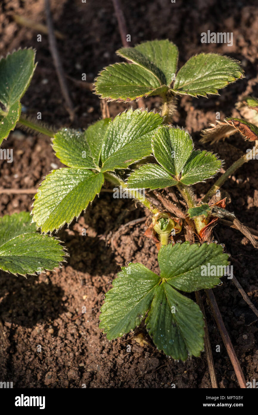 Green strawberry plant on the field Stock Photo