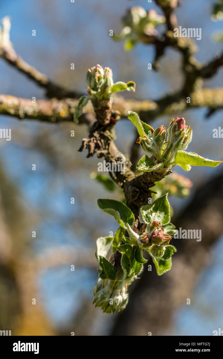 Growing leaves and blossoms on a tree on the green field Stock Photo