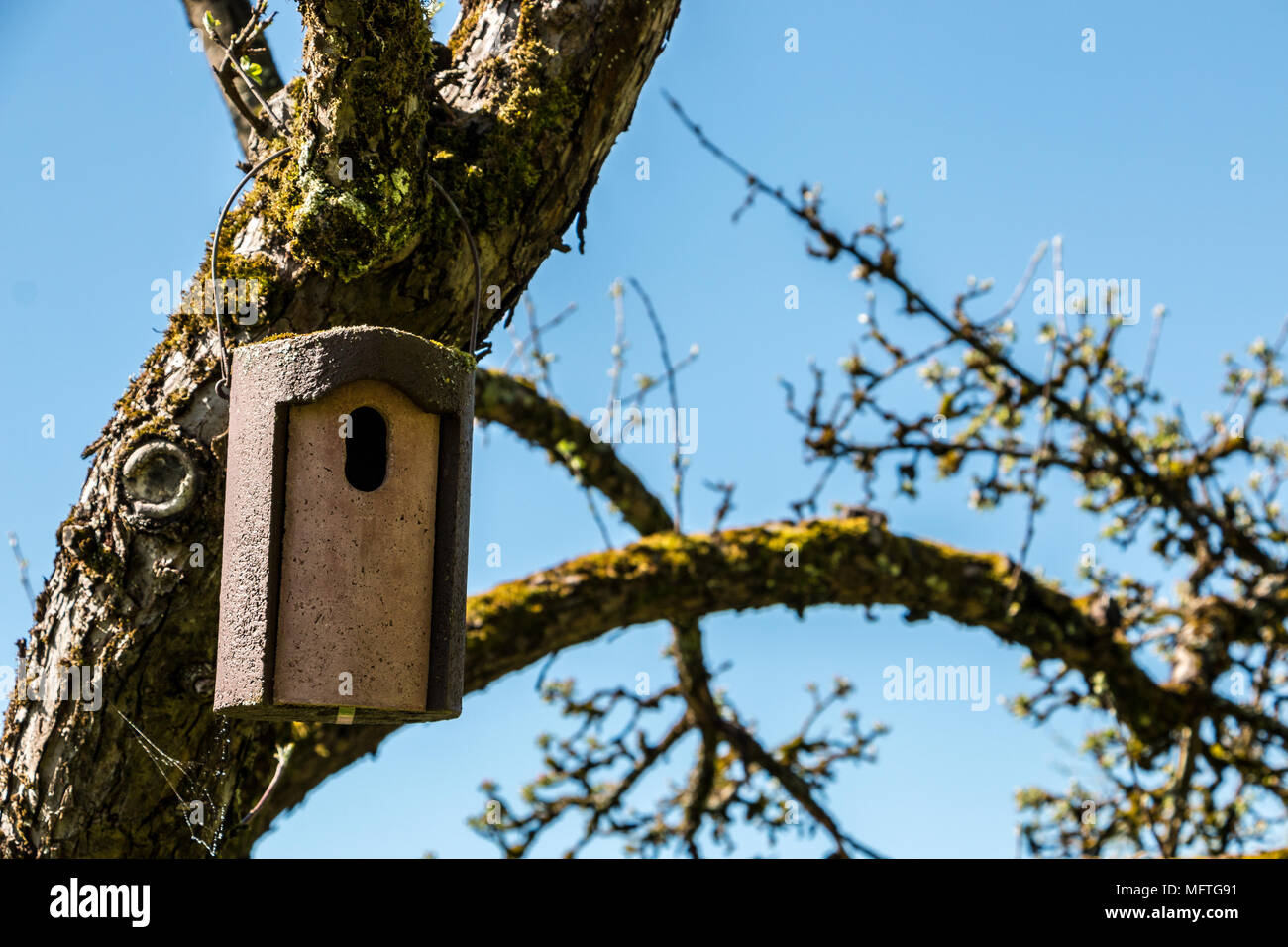 Little bird table on an old mossy apple tree Stock Photo