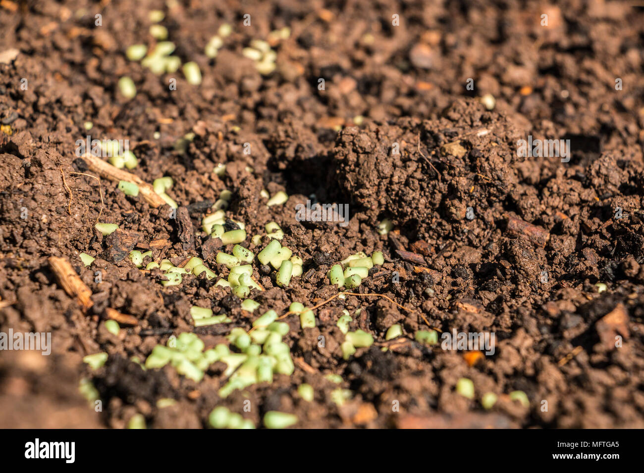 Green snail granules on the brown soil in the garden Stock Photo Alamy