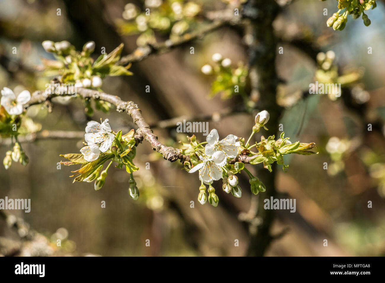 White blossoms on a tree on the green field Stock Photo