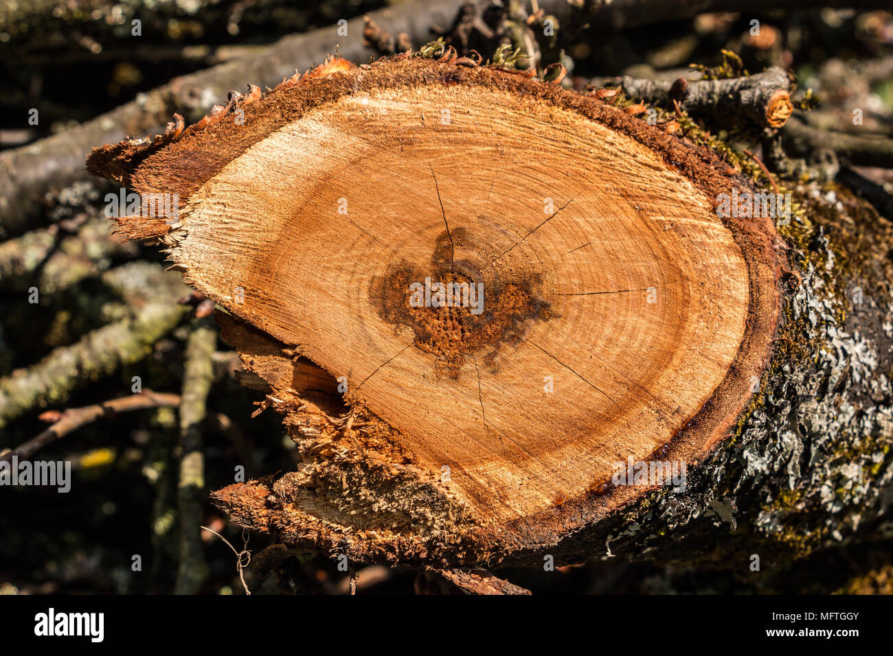 Sawed wood in the green garden Stock Photo