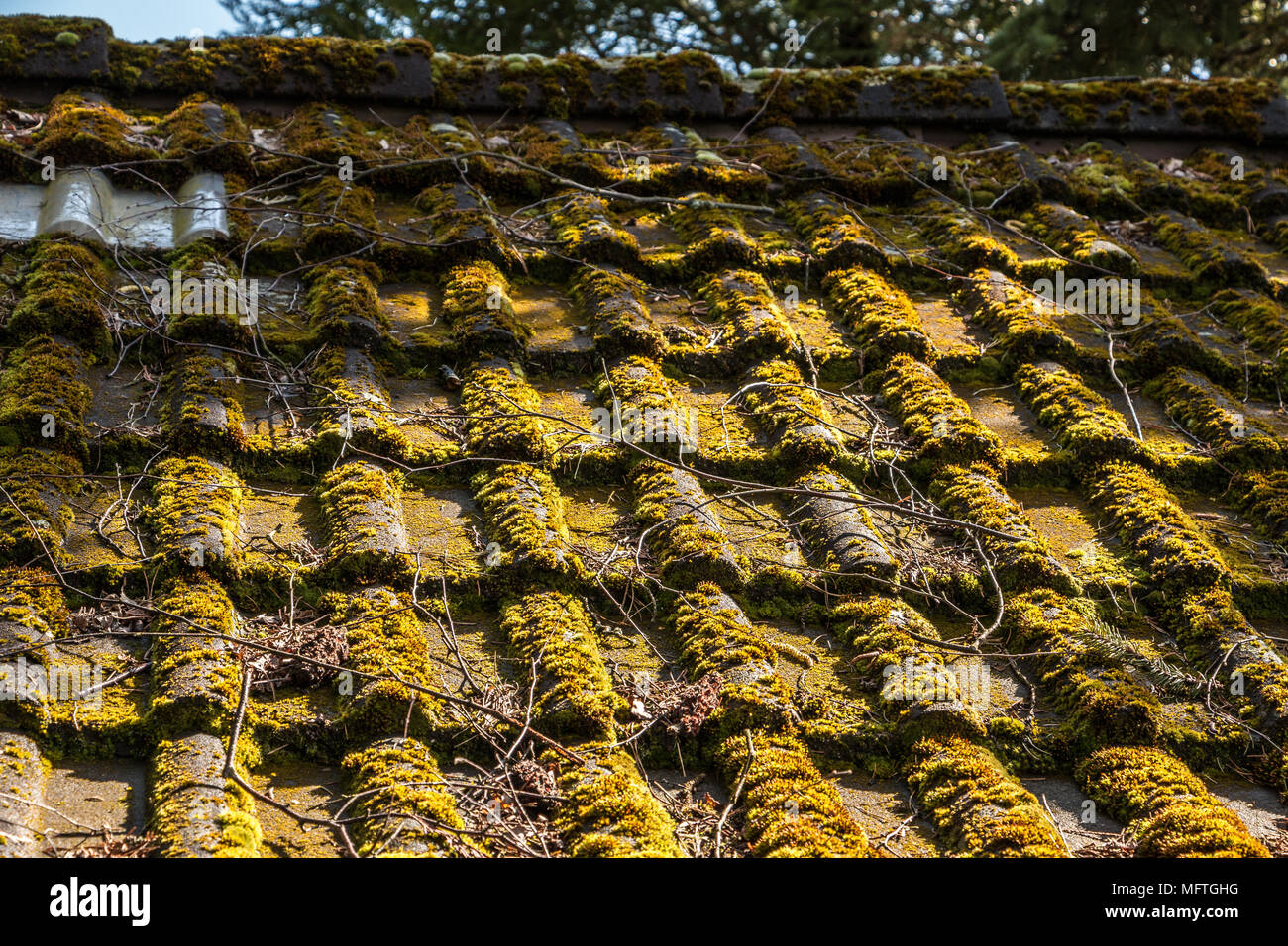 Mossy roof of a hovel in the garden Stock Photo
