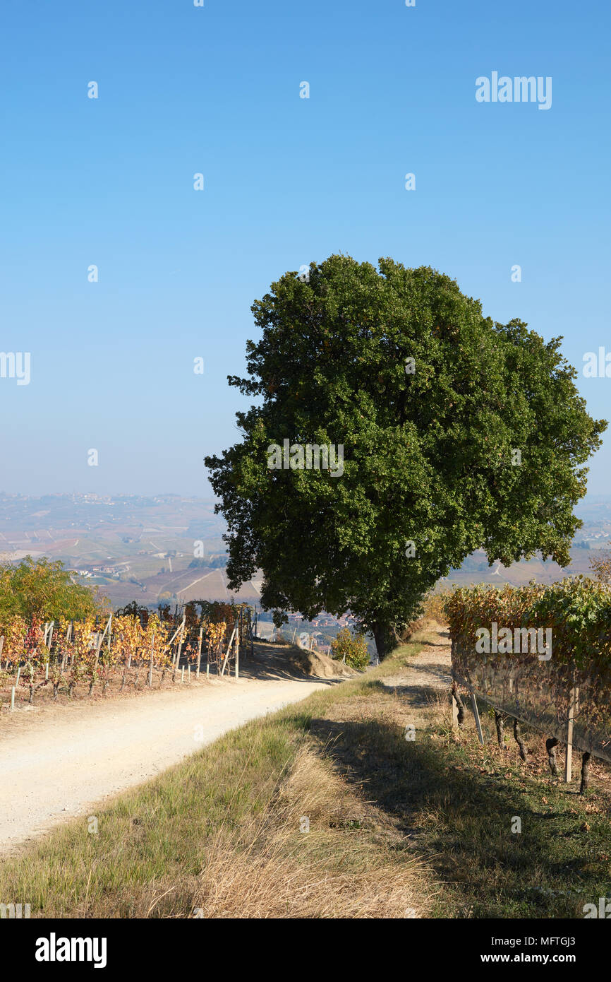 Path and big oak tree with vineyards in the countryside in autumn, blue sky in Italy Stock Photo