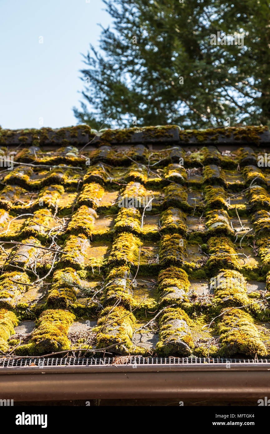 Mossy roof of a hovel in the garden Stock Photo