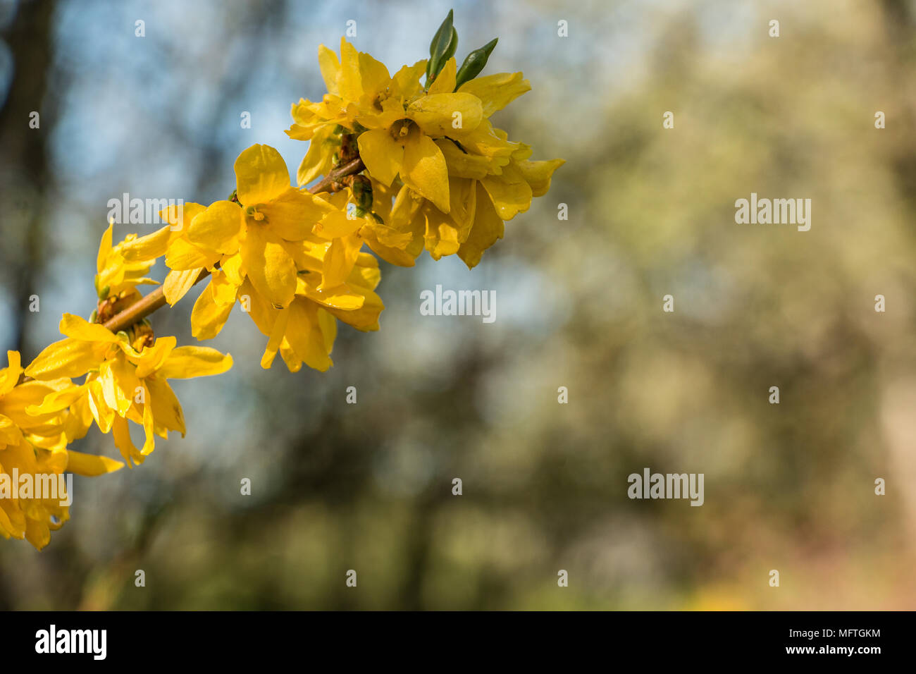 Yellow blossoms on a tree on the green field Stock Photo