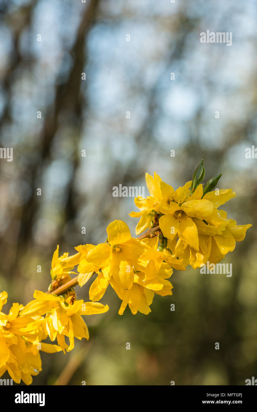 Yellow blossoms on a tree on the green field Stock Photo