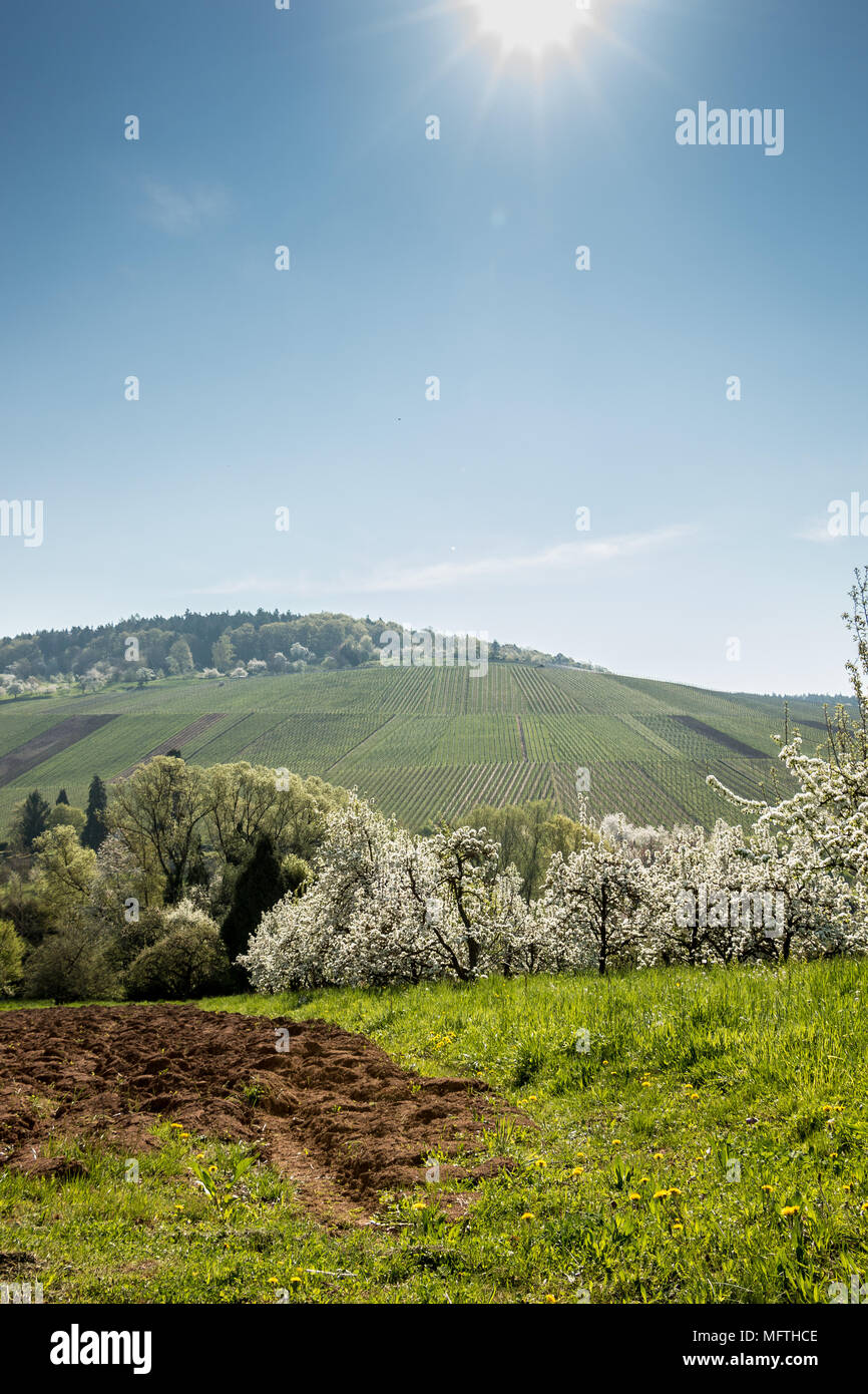 Vineyards and blooming trees near the village Stock Photo