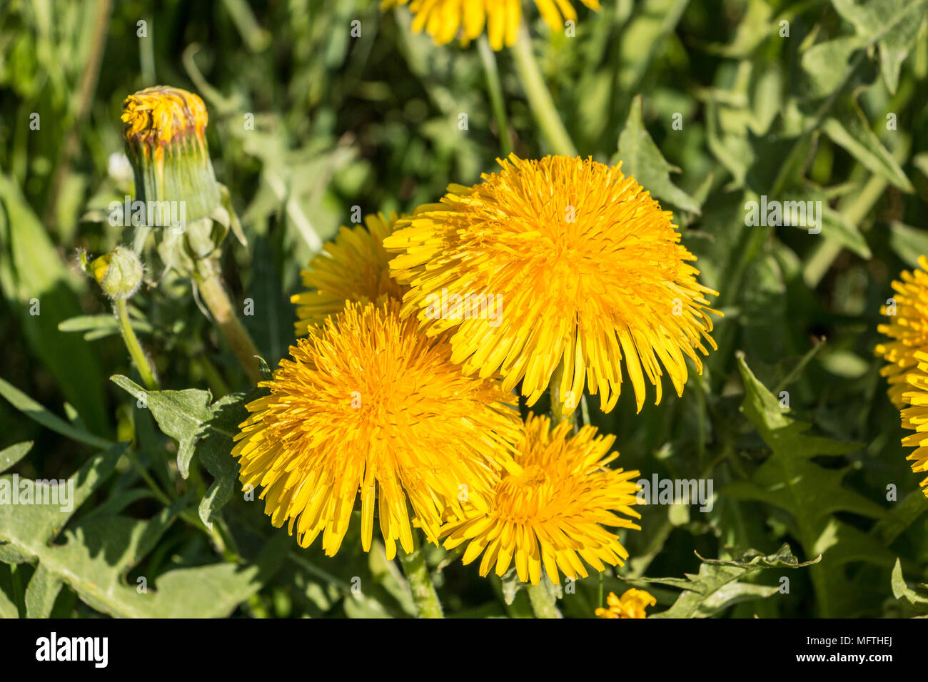 Yellow flowers and green leaves on the green field Stock Photo