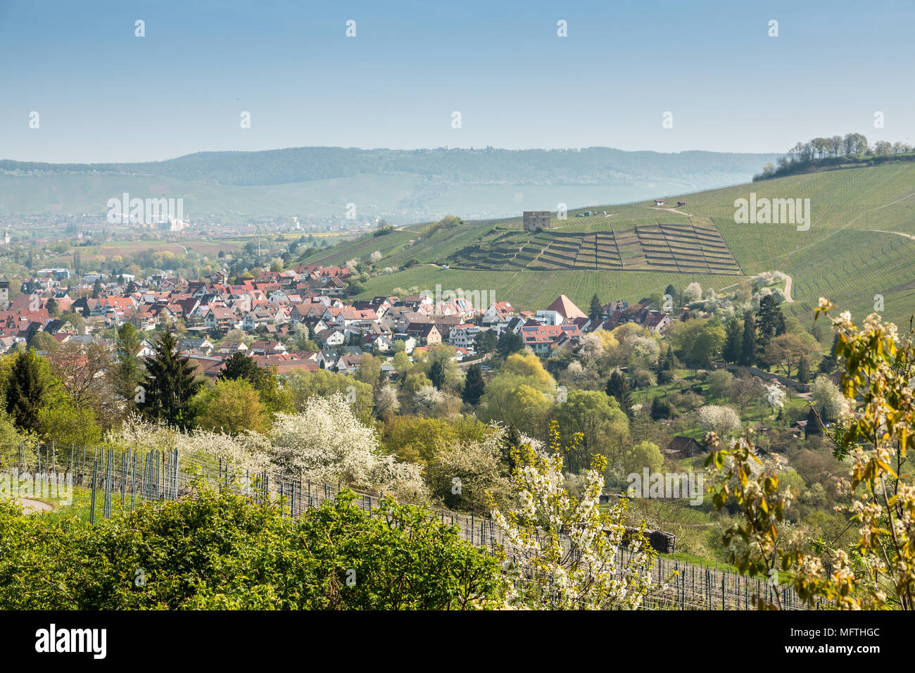 Vineyards and blooming trees near the village Stock Photo