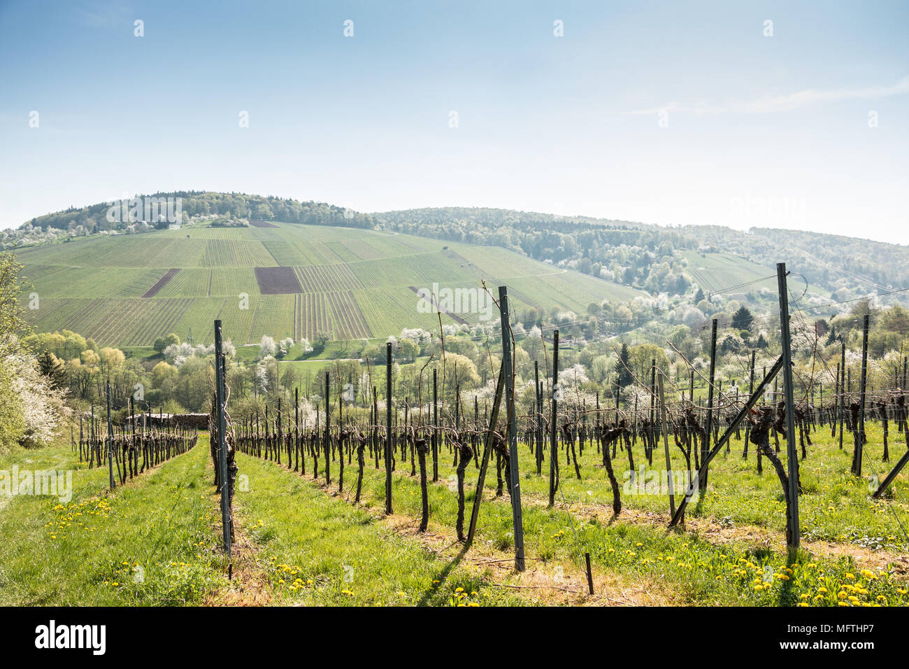 Vineyards and blooming trees near the village Stock Photo