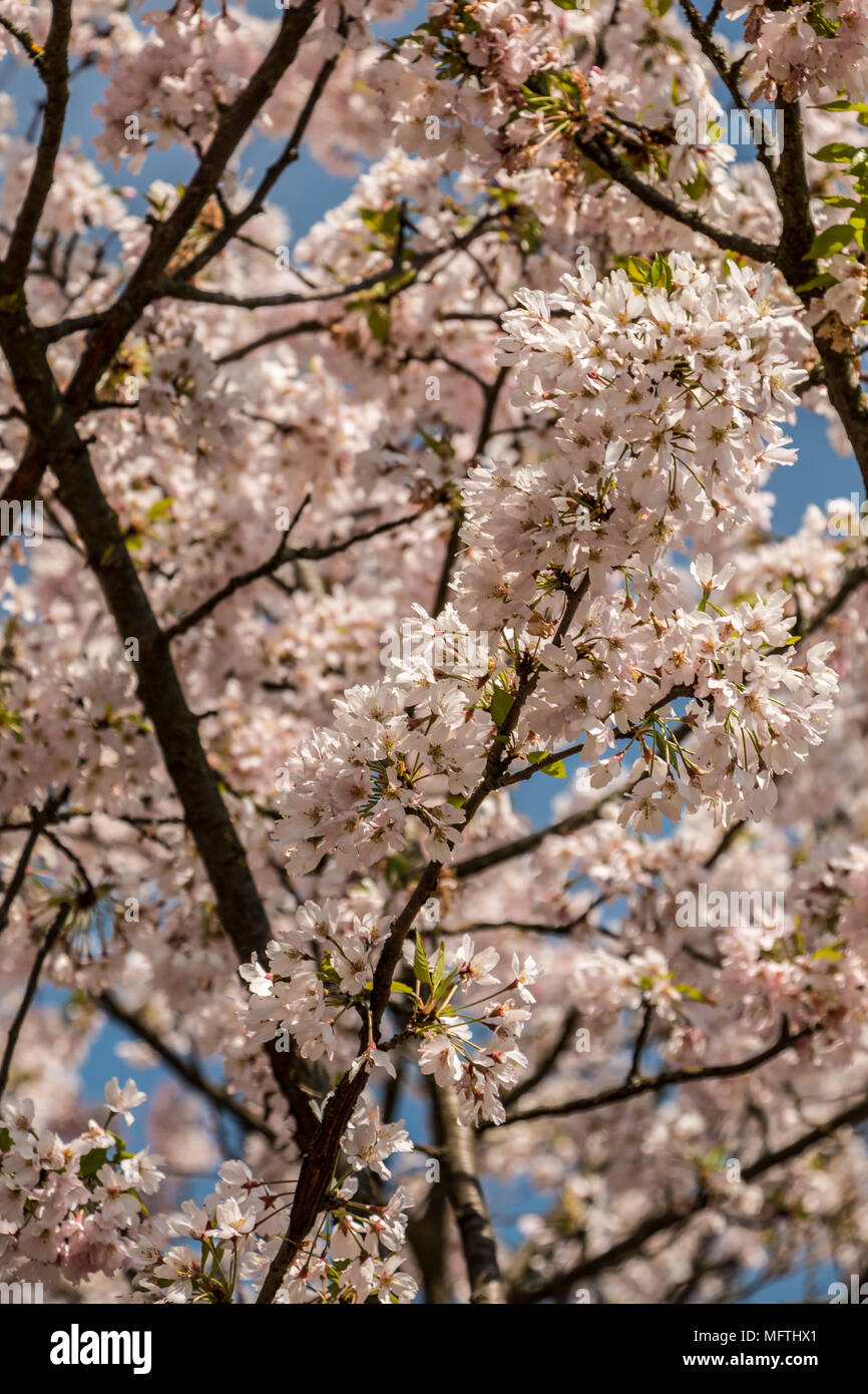 White blossoms on a tree on the green field Stock Photo