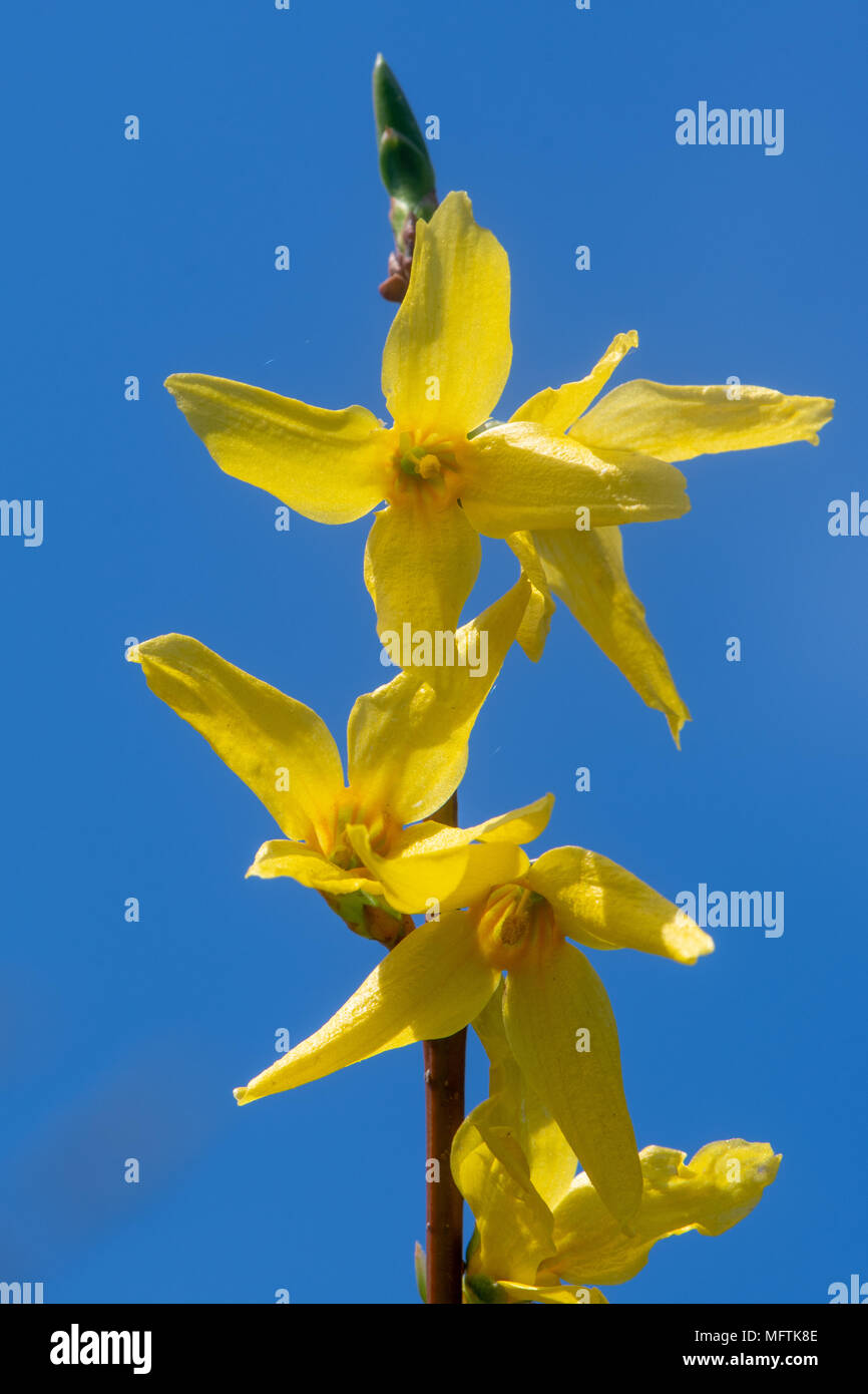 Forsythia flowers against blue sky. Plant in the olive family (Oleaceae), aka Easter tree, with bright yellow spring flowers Stock Photo