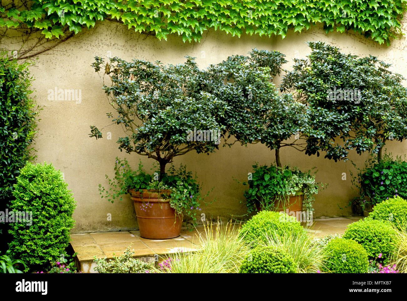 Coglizer Garden with a planting of Buxus sempervirens Suffruticosa,  Rhododendron, Carex morrowii and Paarthenocissus tricuspidata Stock Photo -  Alamy